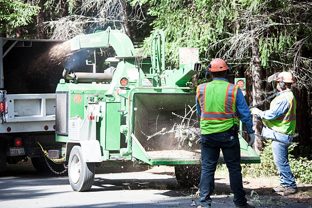 Best Fruit Tree Pruning  in Pontoon Beach, IL